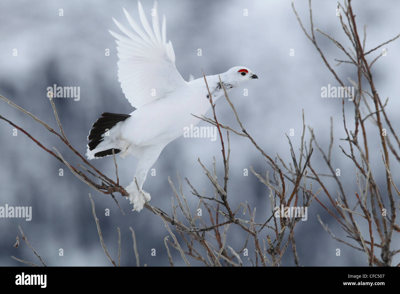 Partridge (Lagopus Muta) im Winter Gefieder nimmt Flug entlang der Dempster Highway, Yukon Territorium, Kanada. Stockfoto
