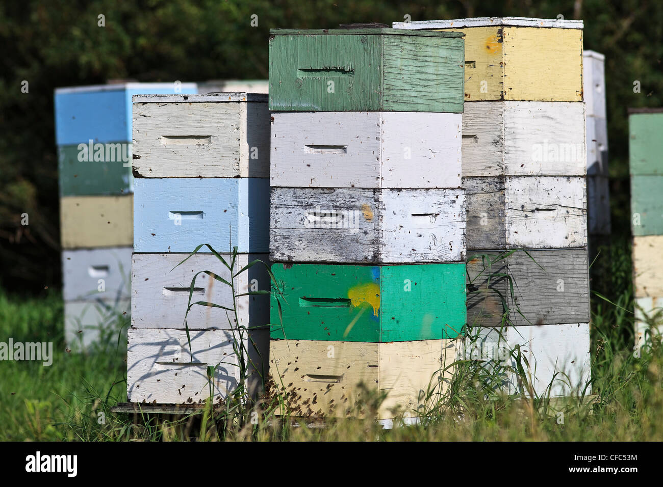 Honigbienen und Bienenstöcke in bunten Holzkisten gestapelt. Pembina Valley, Manitoba, Kanada. Stockfoto