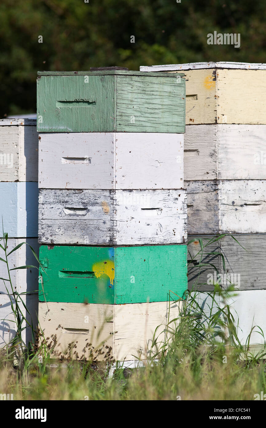Bienenstöcke in bunten Kisten gestapelt. Pembina Valley, Manitoba, Kanada. Stockfoto