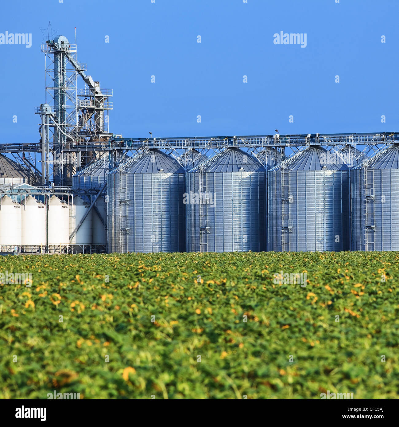 Im Landesinneren Getreide terminal und Sonnenblumen Feld. Rathwell, Manitoba, Kanada. Stockfoto