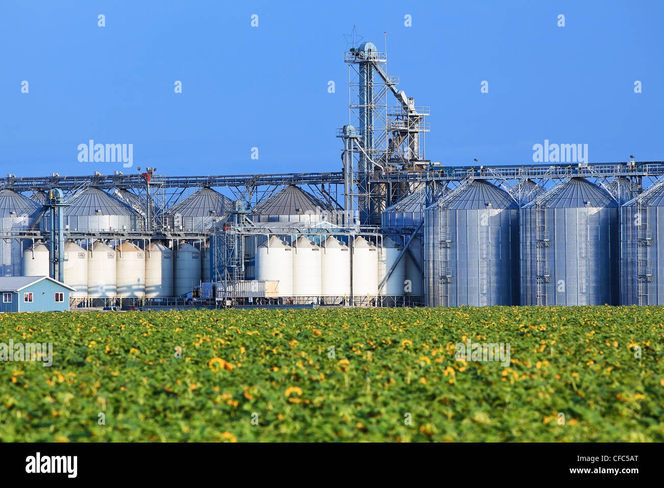 Im Landesinneren Getreide terminal und Sonnenblumen Feld. Rathwell, Manitoba, Kanada. Stockfoto