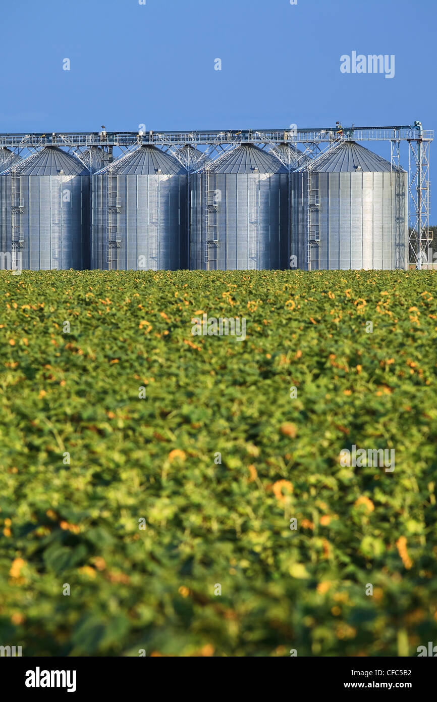 Binnenterminal Getreide und Sonnenblumen Feld im Vordergrund. Rathwell, Manitoba, Kanada. Stockfoto