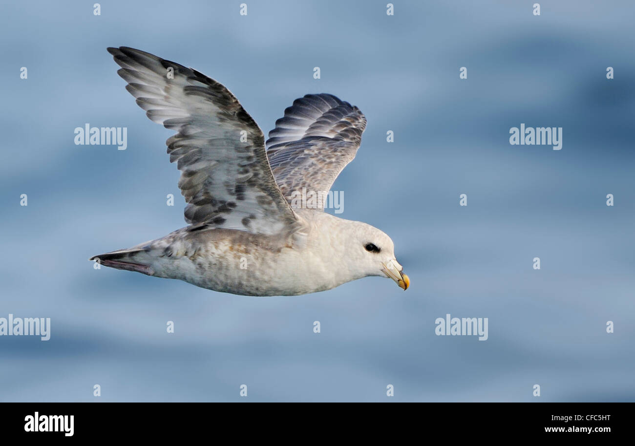 Nördlichen Fulmar im Flug auf pelagische Reise von Westport WA Stockfoto