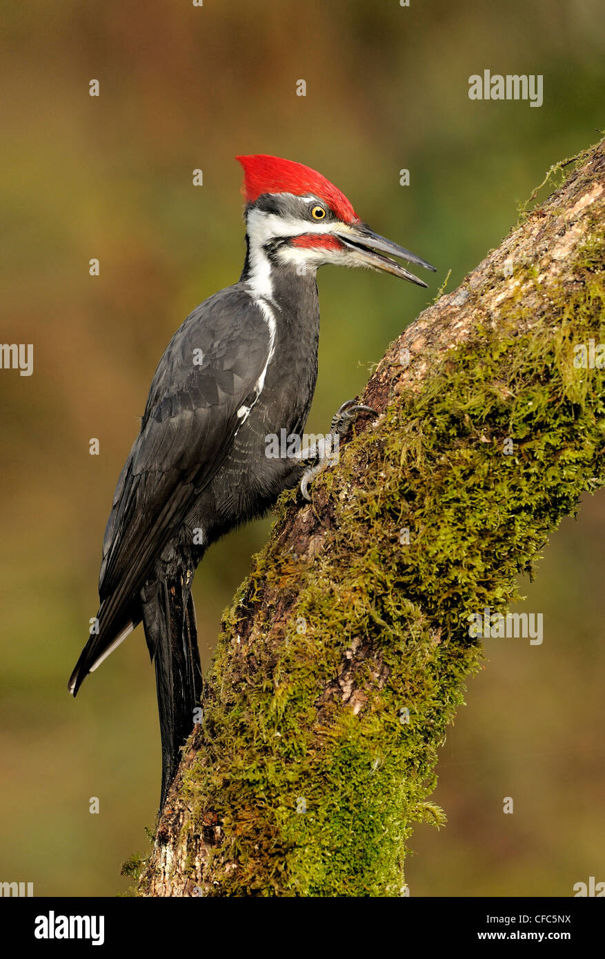 Helmspecht auf Ast in Victoria BC, Kanada Stockfoto