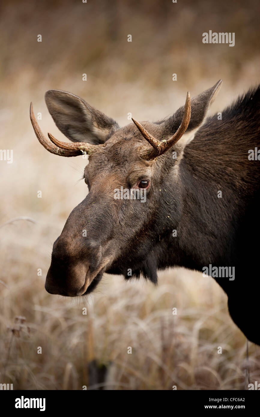 Kopfschuss junge männliche Elche Alces Alces Herbst Stockfoto