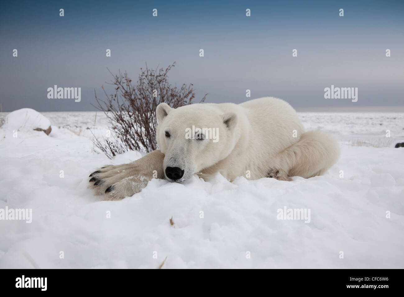 Weitwinkel-Nahaufnahme Eisbär Ursus Stockfoto