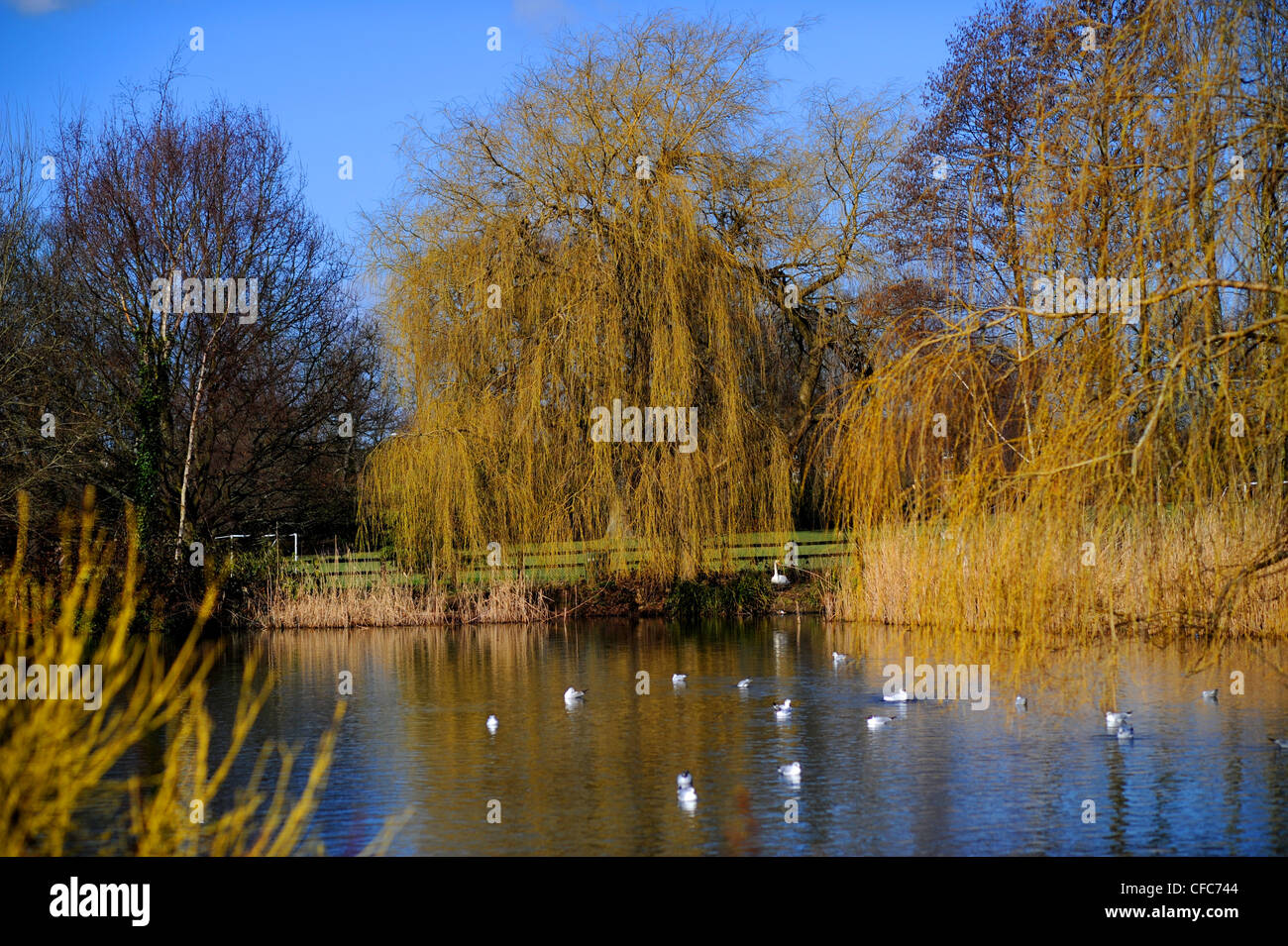 Horsham Park West Sussex UK Stockfoto