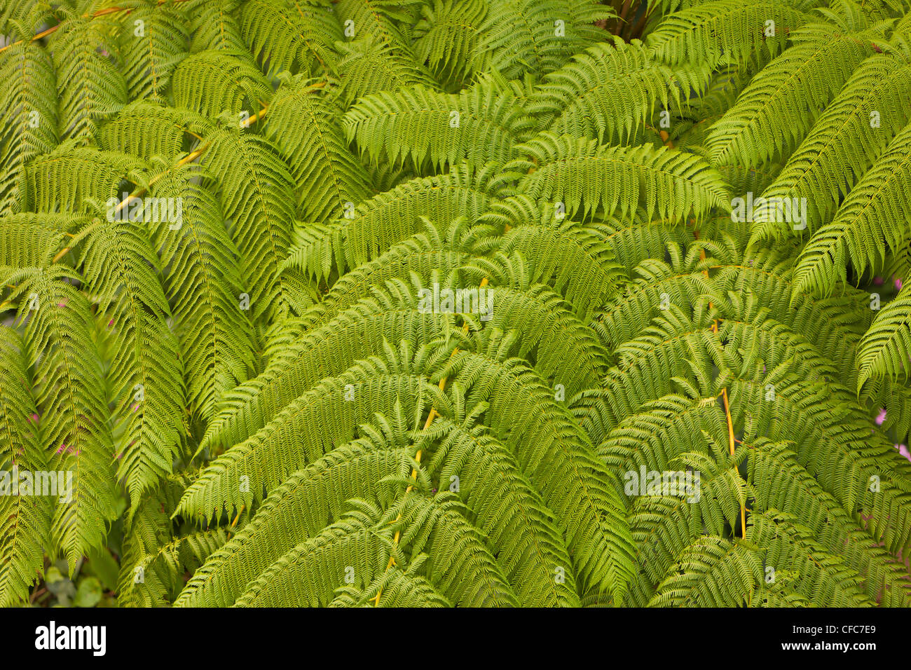 EL YUNQUE NATIONAL FOREST, PUERTO RICO - Farne im Regenwald. Stockfoto