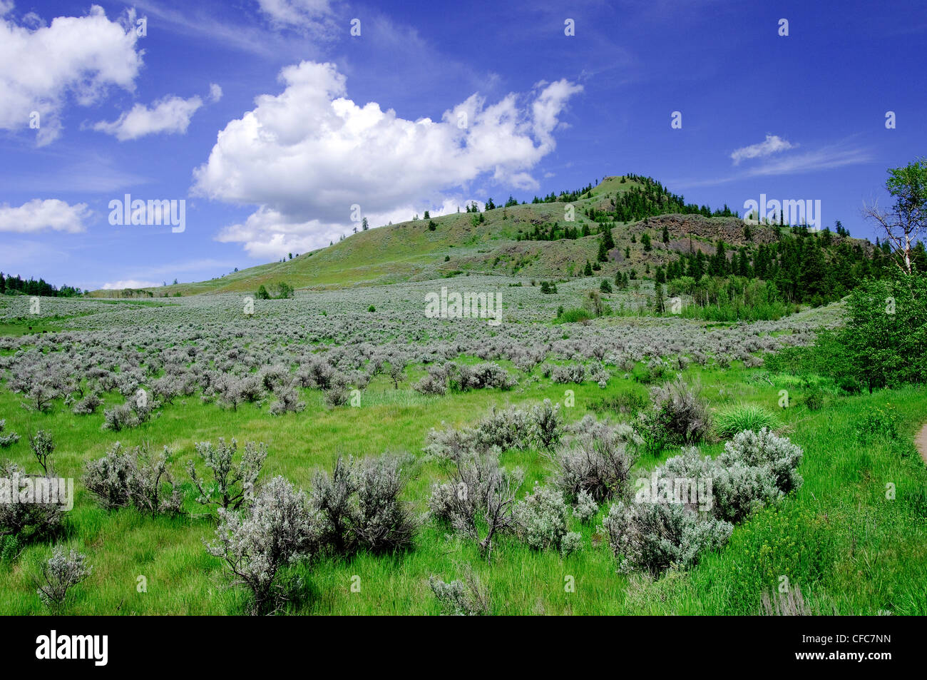 Kilpoola Grasland, südliche Okanagan Valley, British Columbia, Kanada Stockfoto