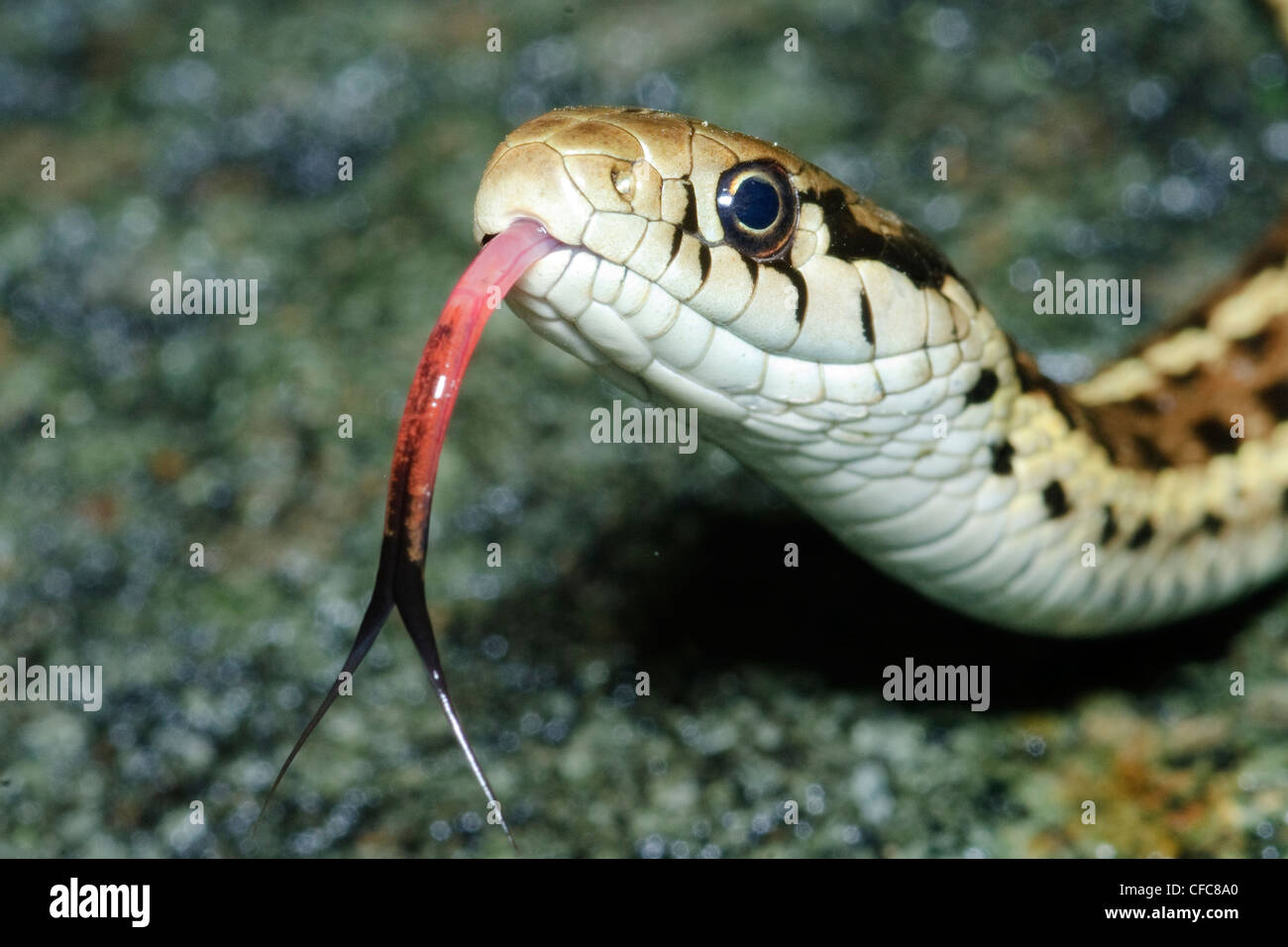 Western (Wandern) Garter Snake (Thamnophis Elegans), südliche Okanagan Valley, British Columbia Stockfoto