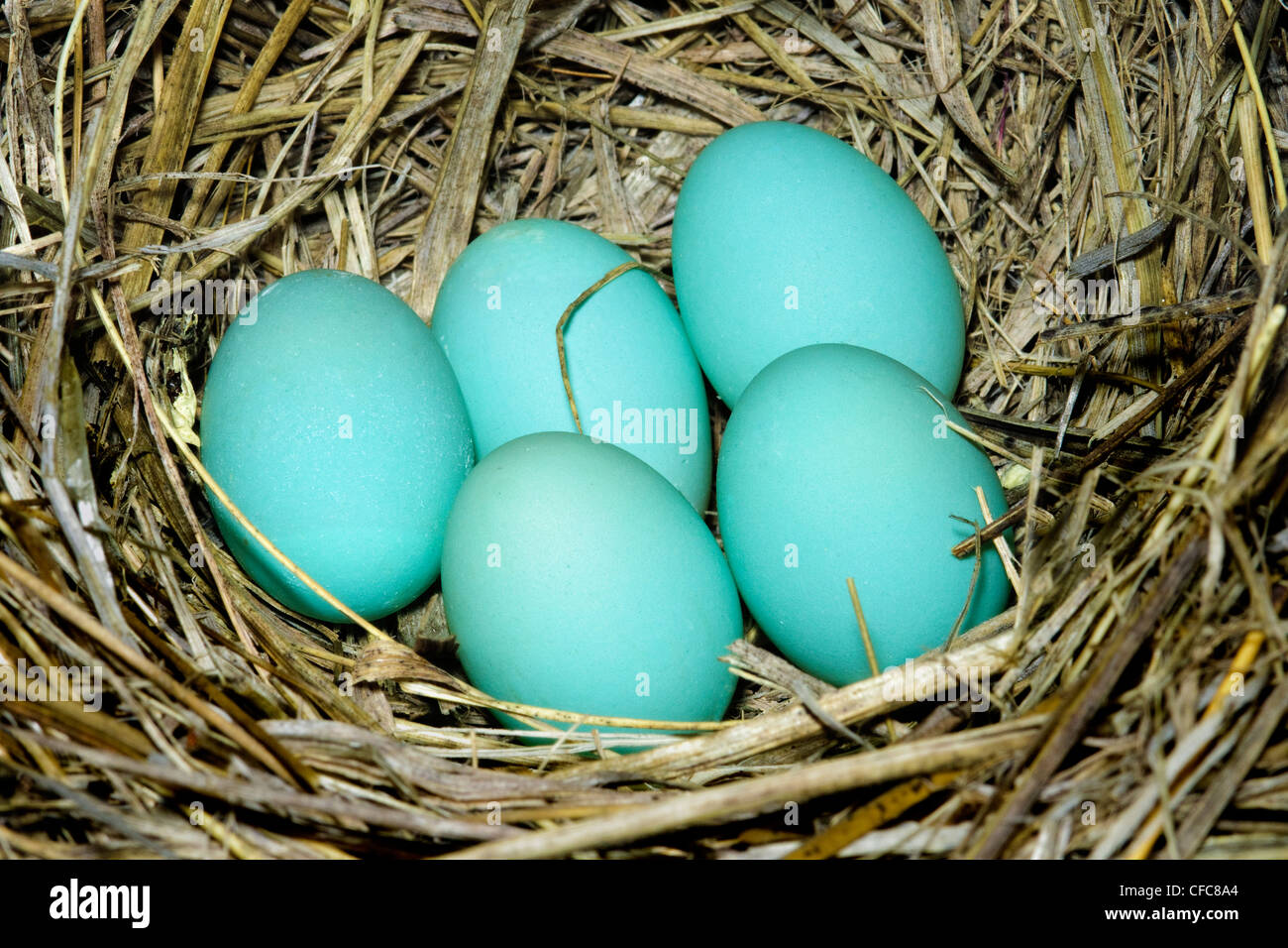 Westlichen Bluebird Nest (Sialia Mexicana), südliche Okanagan Valley, British Columbia Stockfoto