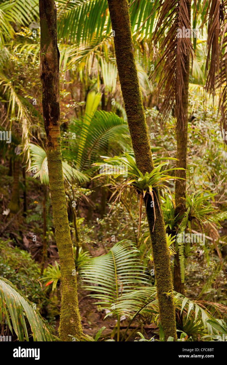 EL YUNQUE NATIONAL FOREST, PUERTO RICO - Bäume und Pflanzen im Regenwald. Stockfoto