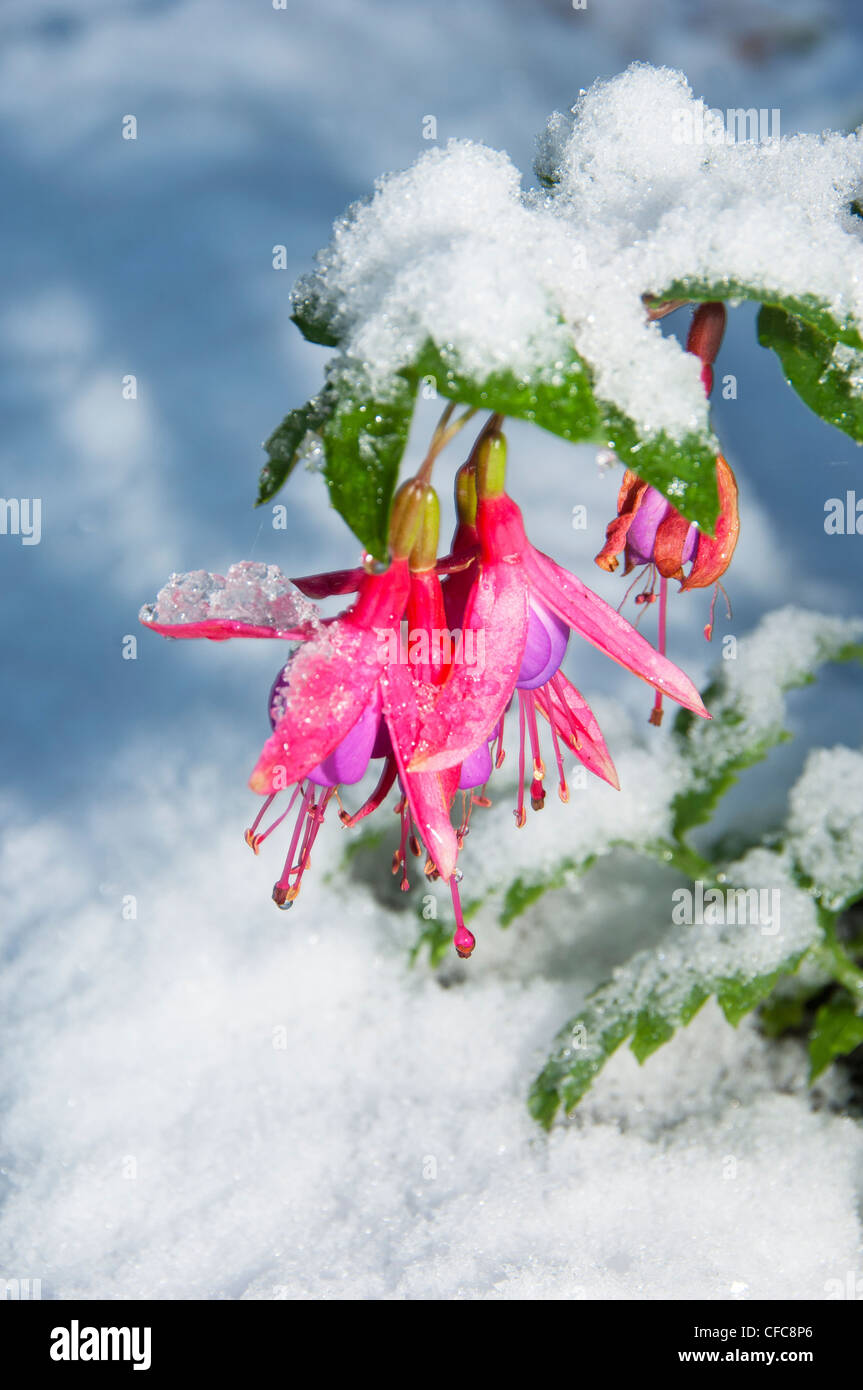 Konzept, Schnee, Blume, fuchsia Stockfoto