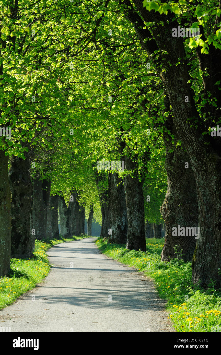 Allee von Linden im Sonnenlicht, Upper Bavaria, Bayern, Deutschland, Europa Stockfoto