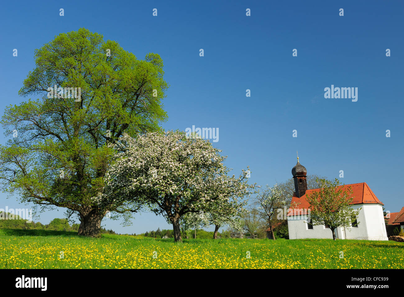 Kapelle stehen in blühenden Wiese mit Obstbäumen in Blüte, Upper Bavaria, Bayern, Deutschland, Europa Stockfoto