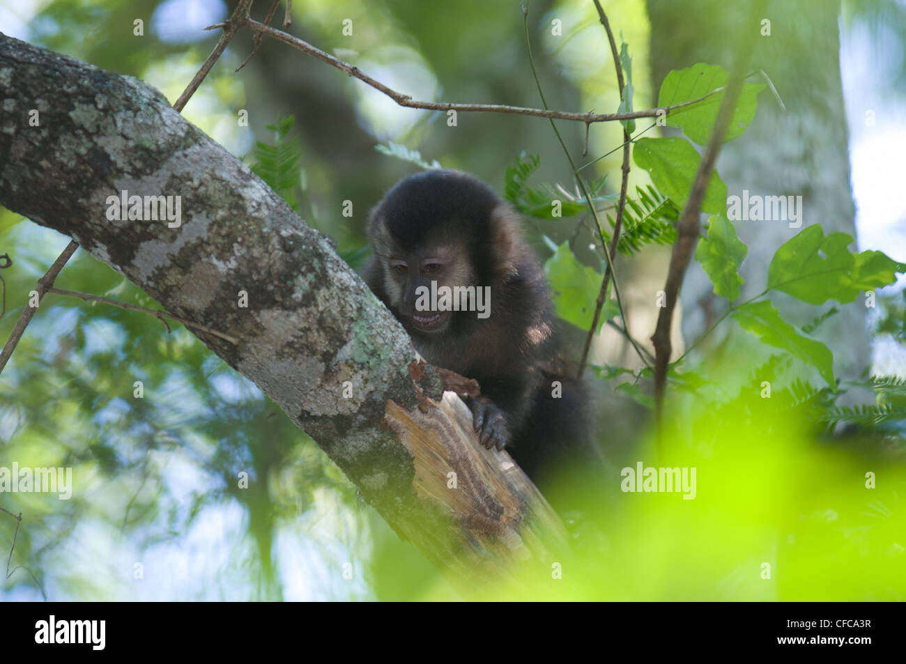 Schwarzer kapuziner cebus nigritus Fotos und Bildmaterial in hoher