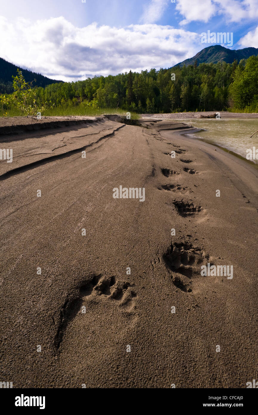 Grizzly Bear Fuß Drucke, Inklin River, North Western British Columbia, Kanada Stockfoto