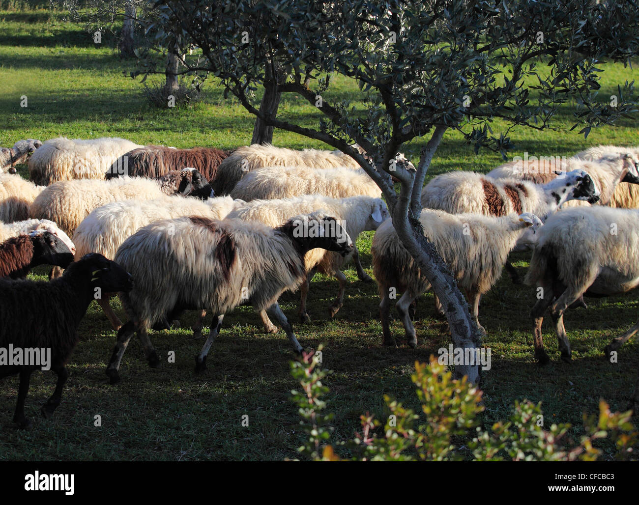 Schafherde in der Nähe von Nauplia, Peloponnes, Griechenland Stockfoto