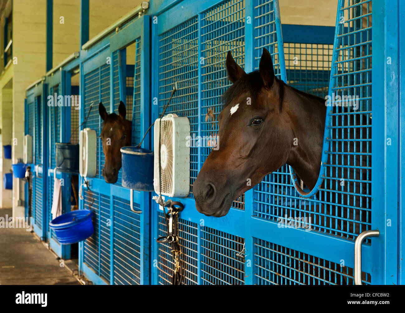 Rennpferd im Stall. Stockfoto