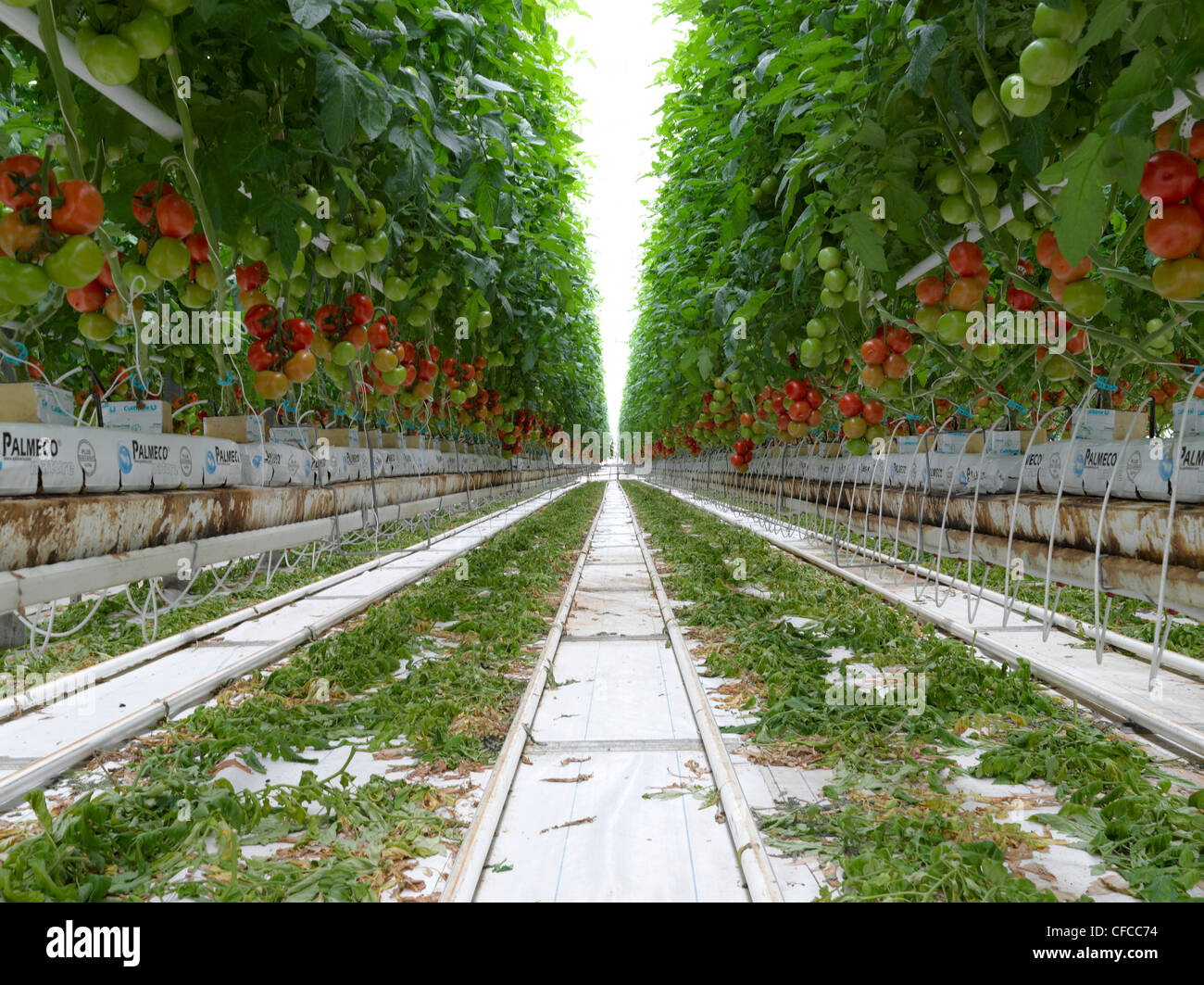 Schweiz, Ticino, Magadino, Sopraceneri, Landwirtschaft, Tomaten,  Gewächshaus, Nahrung, Gemüsebau Stockfotografie - Alamy