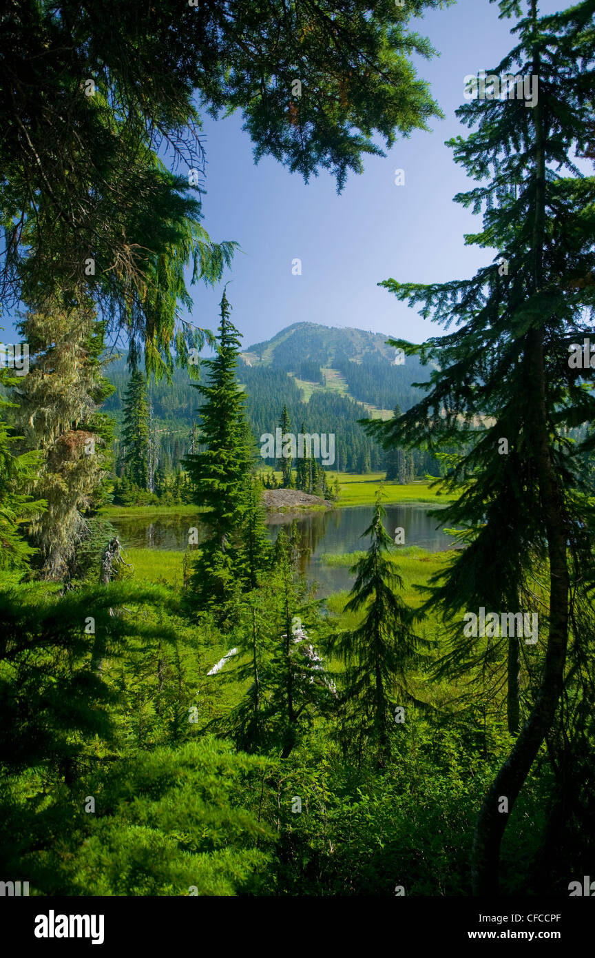 Mount Washington Paradies Wiesen eingerahmt in Stockfoto