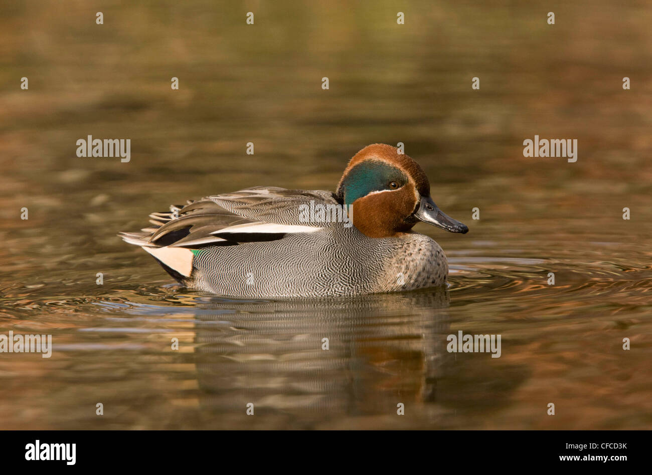 Männliche eurasischen Teal, Anas Vogelarten auf dem Wasser, North Norfolk. Stockfoto