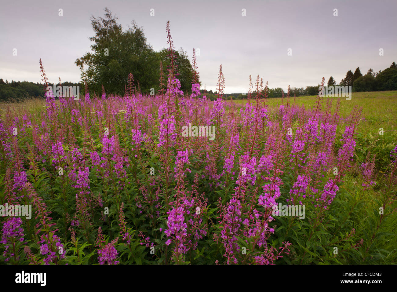 Rosebay Weide-Kraut (Epilobium Angustifolium) in der Nähe von Clausthal-Zellerfeld, Harz Mountains, Niedersachsen, Deutschland Stockfoto