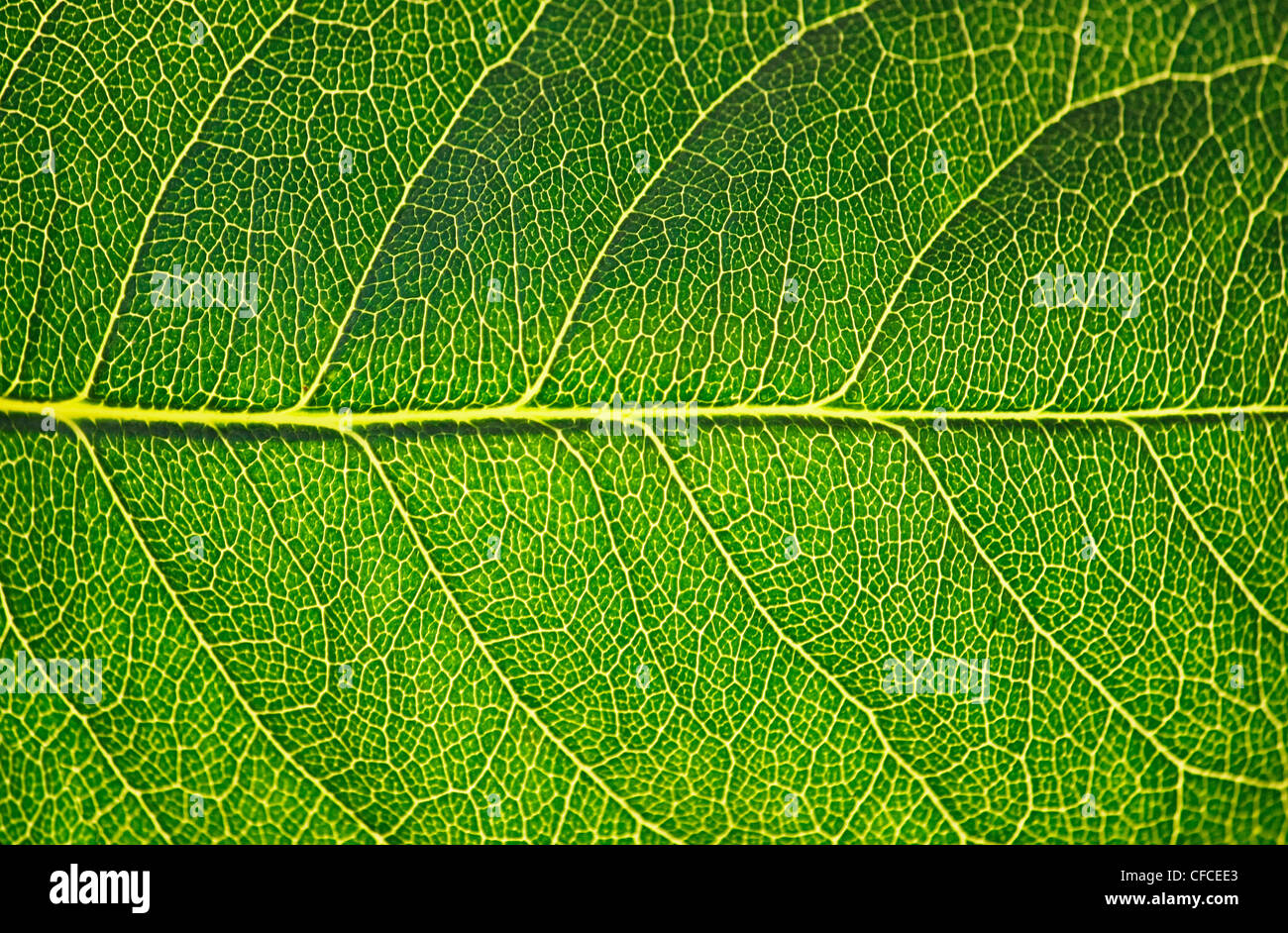 Grünes Blatt-Textur im Sonnenschein, Makro Stockfoto