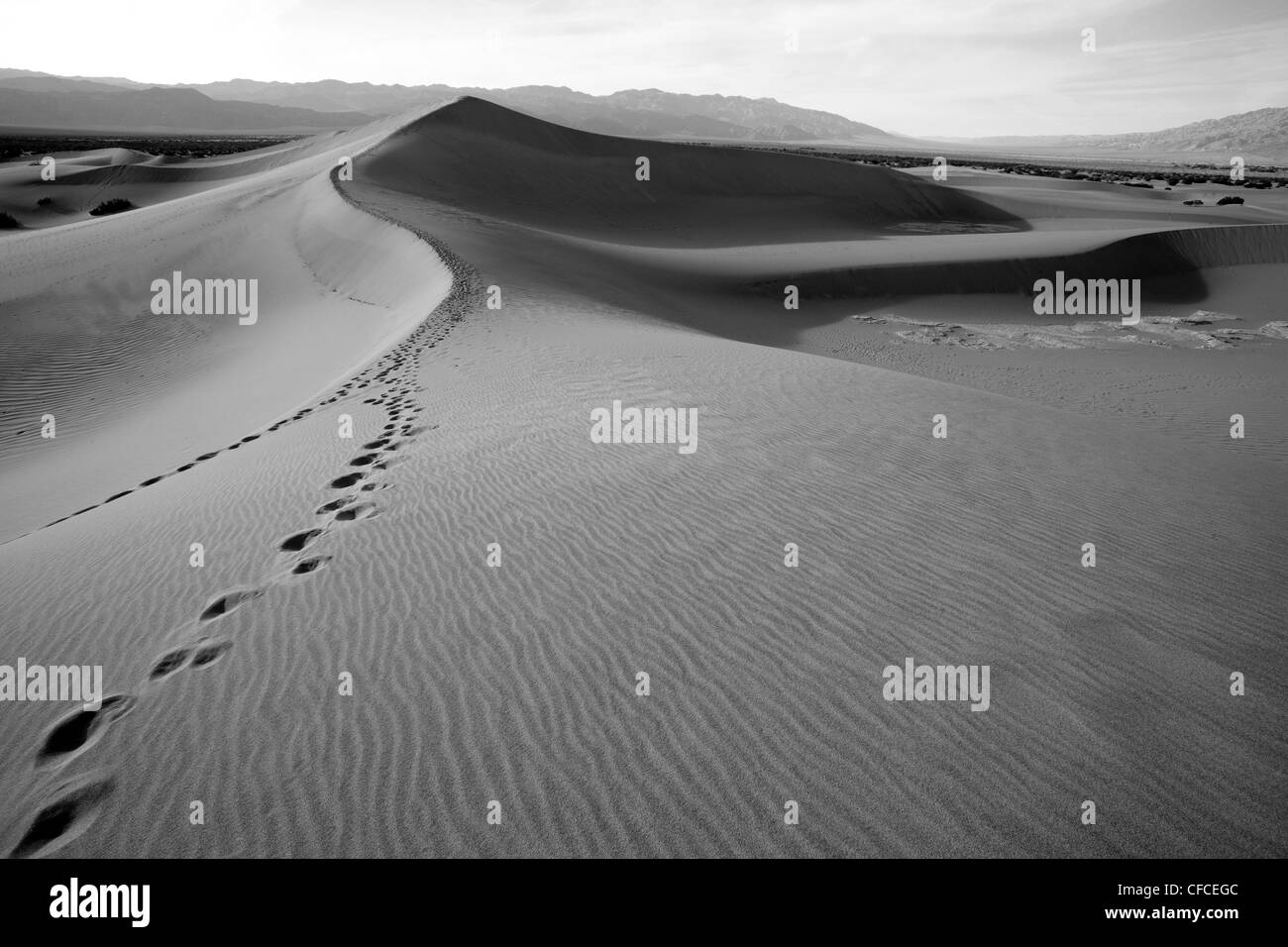 Mesquite flache Sanddünen im Death Valley, Kalifornien, USA Stockfoto