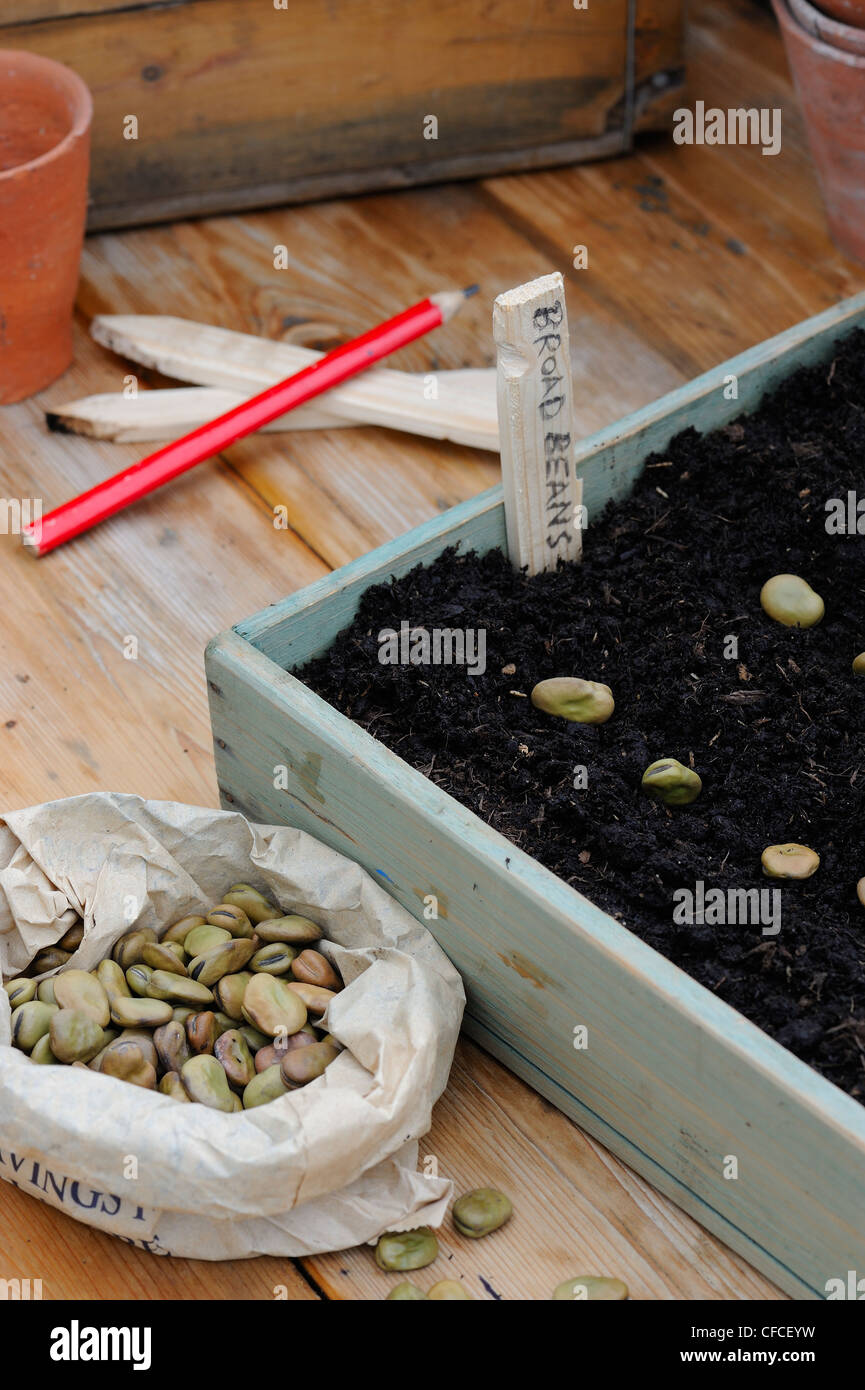 Saubohne Saatgut, Samen in hölzernen Anzuchtkasten mit Bleistift und hölzernen Etiketten. Stockfoto