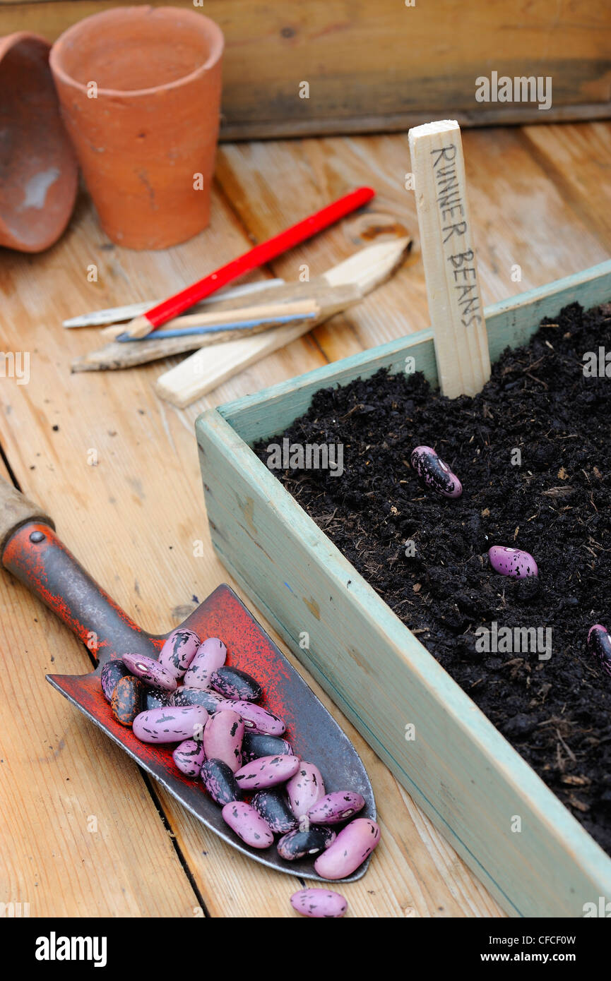Runner Bean Saatgut, Samen in hölzernen Anzuchtkasten mit Kelle, Bleistift und hölzernen Etiketten. Stockfoto
