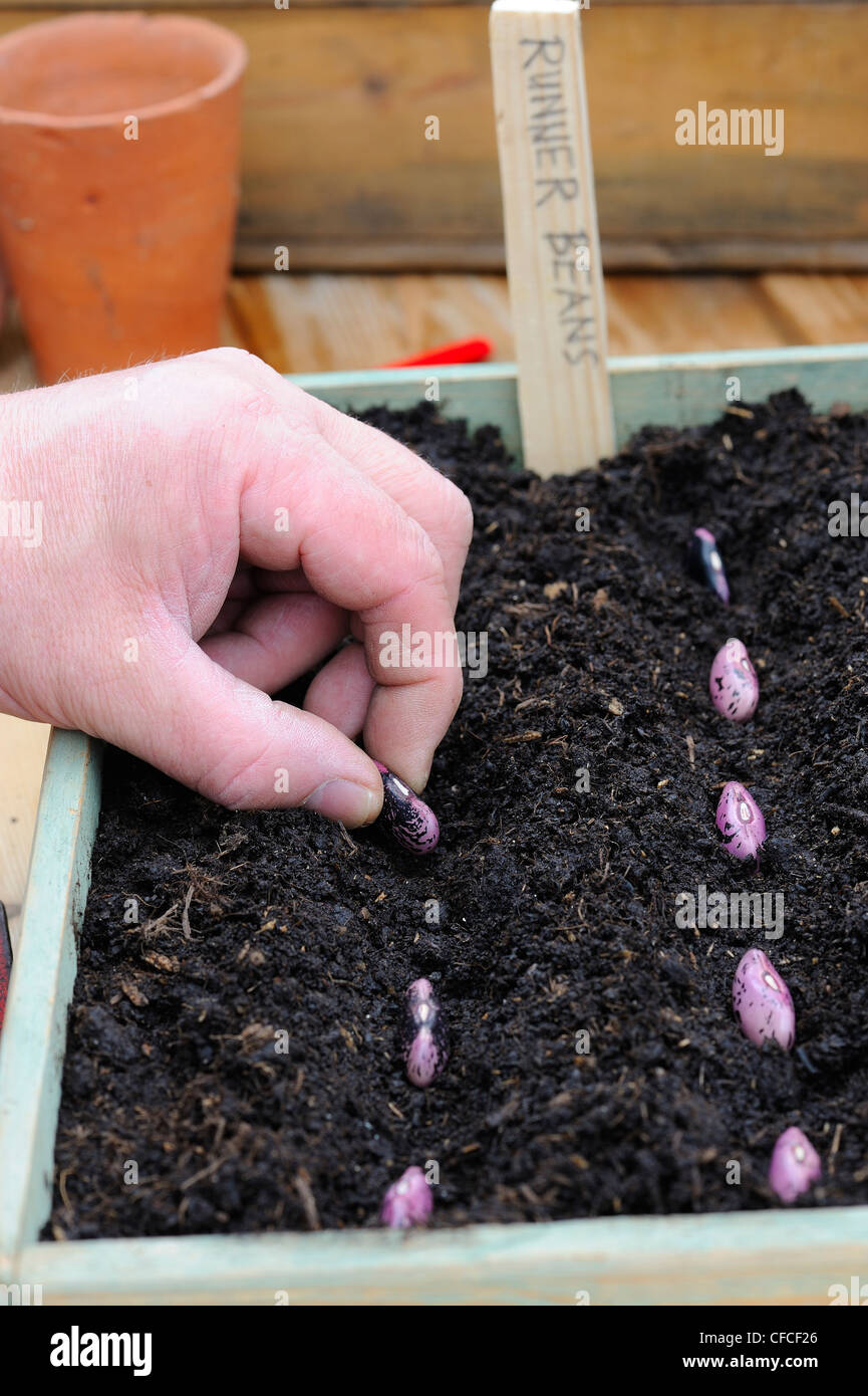 Runner Bean Saatgut, Samen in hölzernen Anzuchtkasten mit Label, Stockfoto