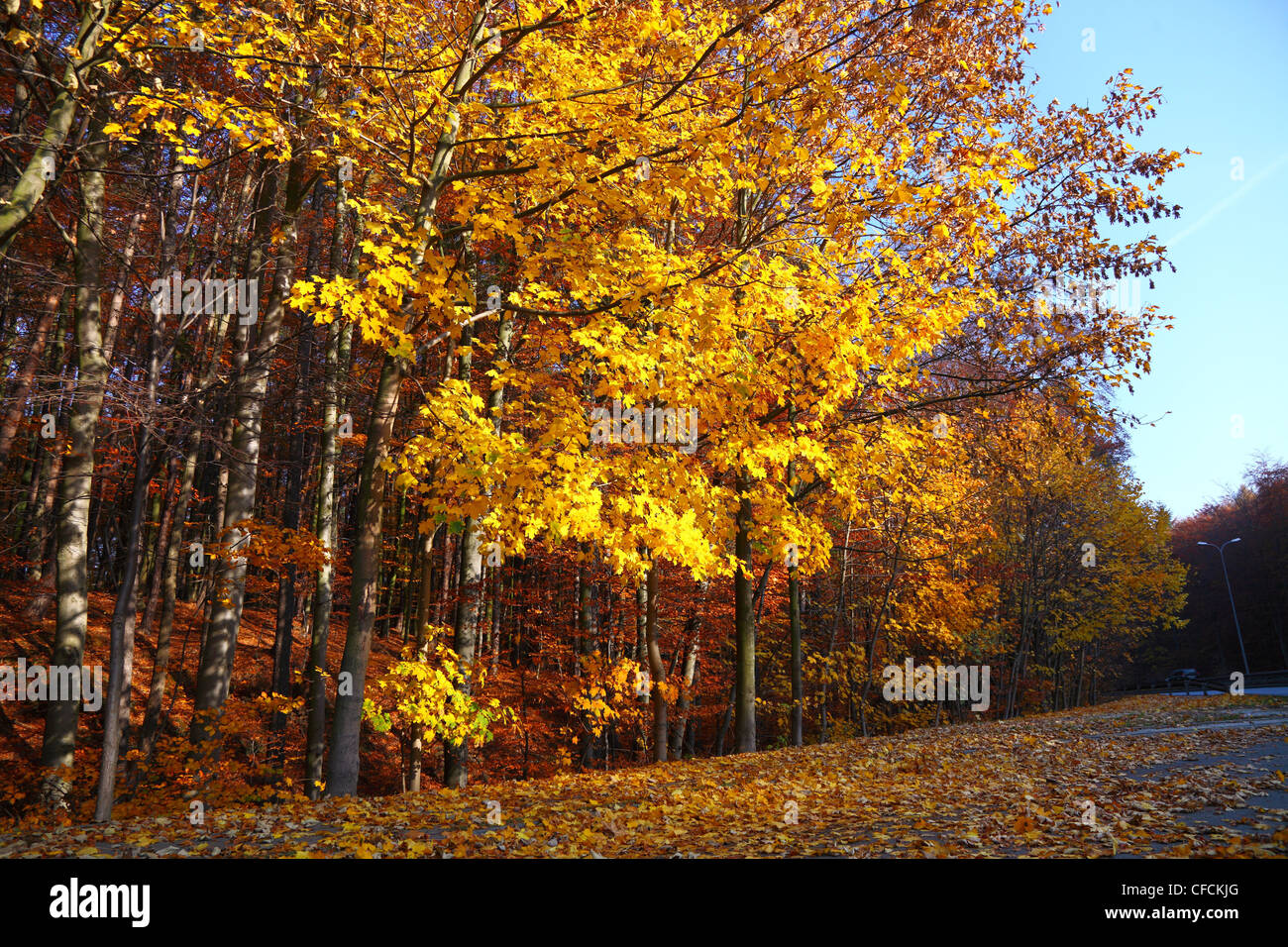 Verlieben Sie sich in schönen Herbst gelb Holz Parkbaum Stockfoto
