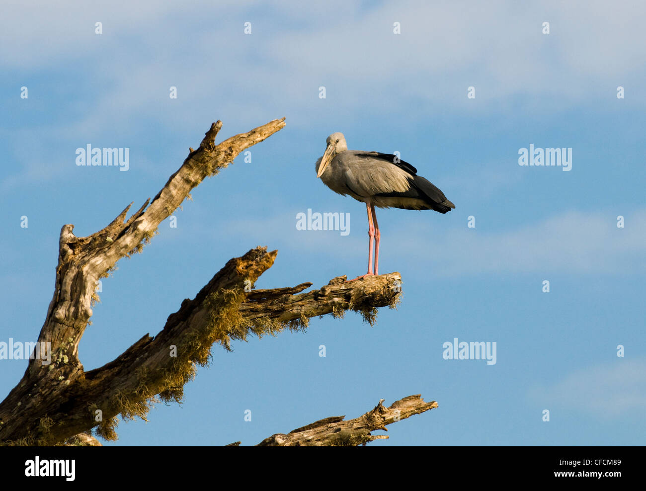 Painted Storch ruht auf einem Baum im Yala Nationalpark in Sri Lanka. Stockfoto