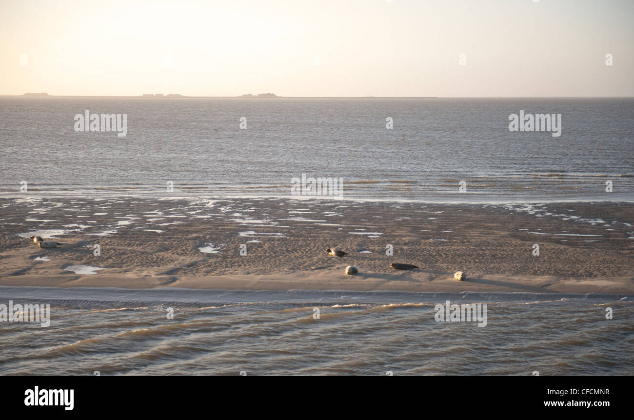 Dichtung, Sonnenbaden am Morgen auf einer Sandbank im UNESCO Welt Kulturerbe Bereich Wattenmeer von Hallig Hooge in Nordfriesland Stockfoto