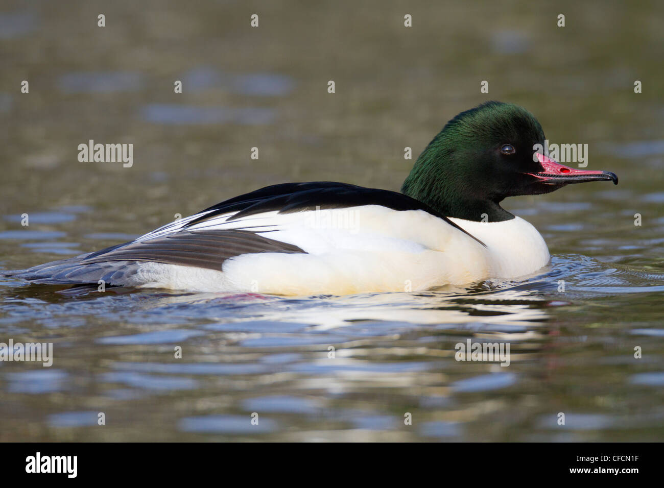 Gänsesäger; Mergus Prototyp; Männlich; Cornwall; UK Stockfoto