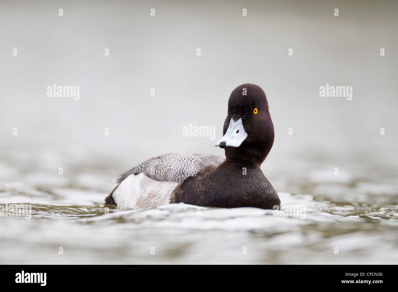 Lesser Scaup; Aythya Affinis; Drake; Cornwall; UK Stockfoto