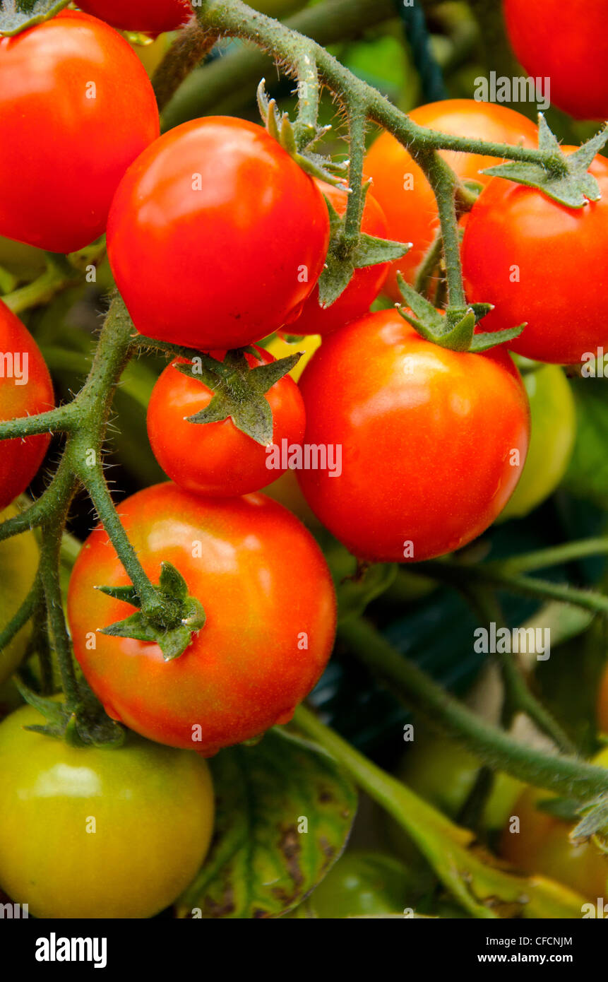 Tomaten auf Rebe Stockfoto