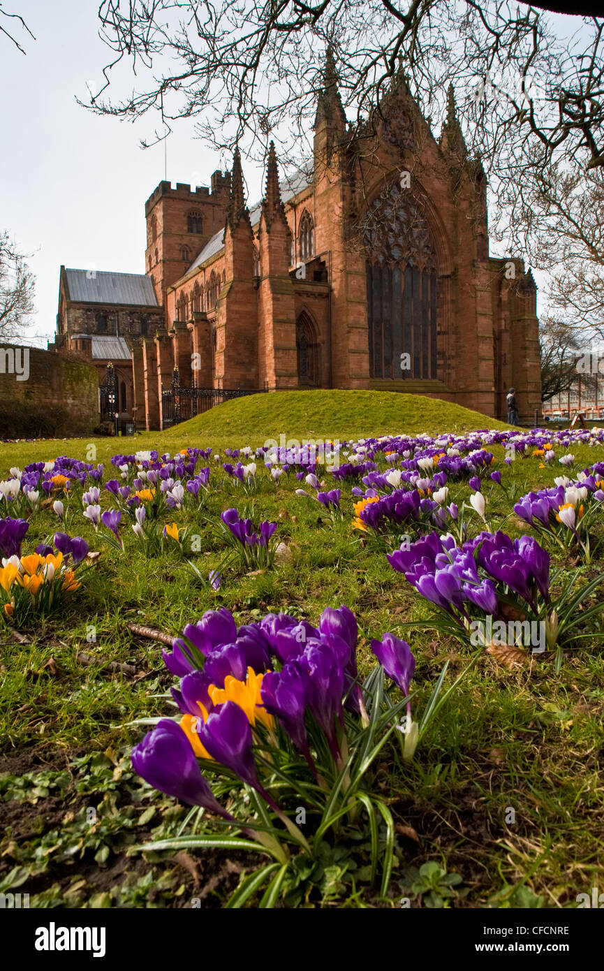 Krokusse neben Carlisle Kathedrale Cumbria England Stockfoto