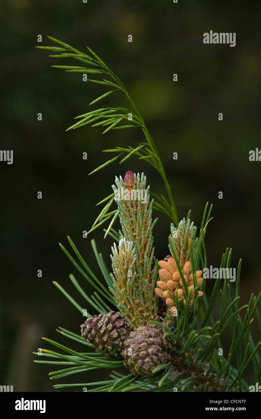 Kiefer (Pinus) Äste mit Tannenzapfen (Strobili) Stockfoto