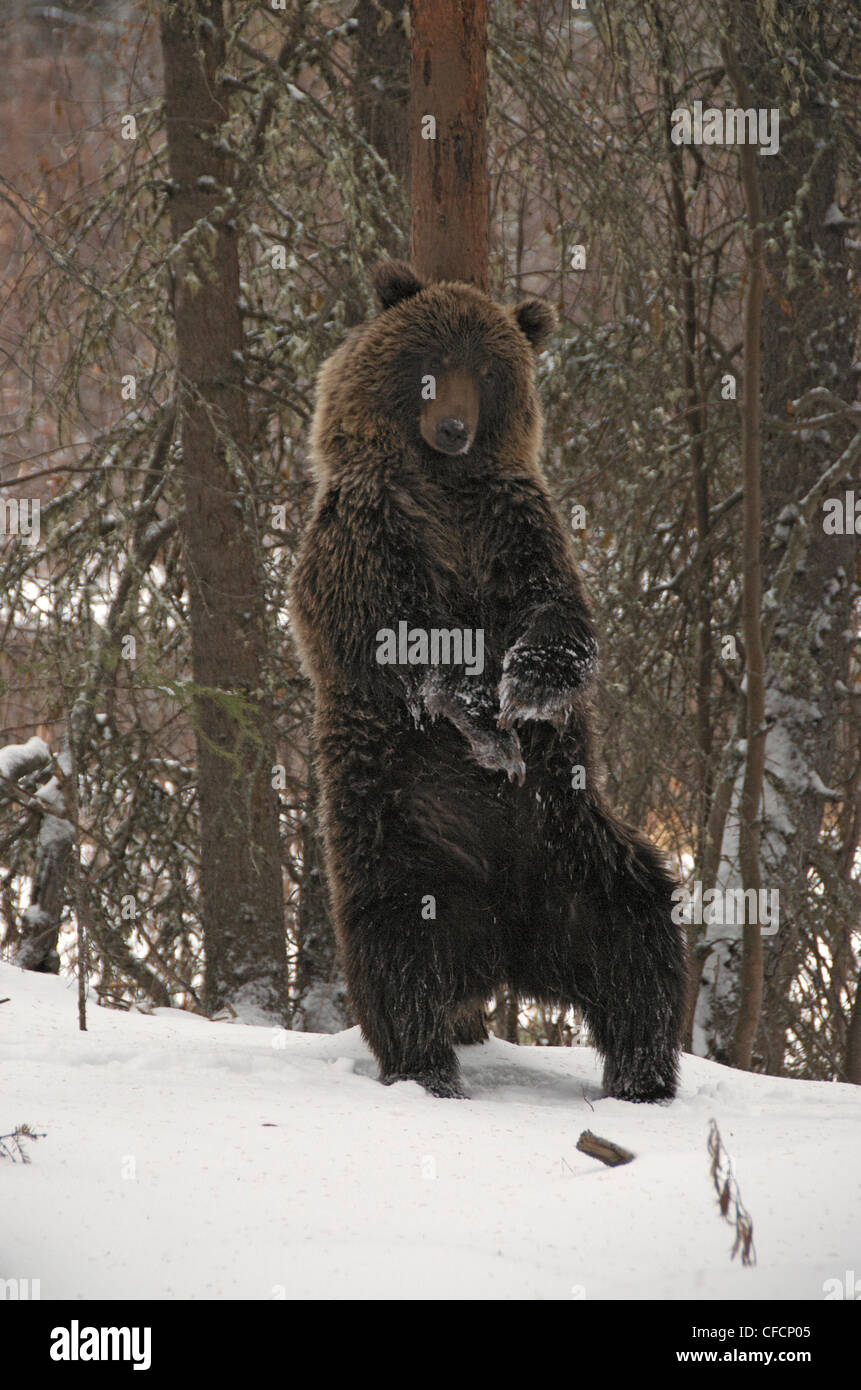 Grizzly Bear Ursus Arctos reiben Kaution/erwerben Stockfoto