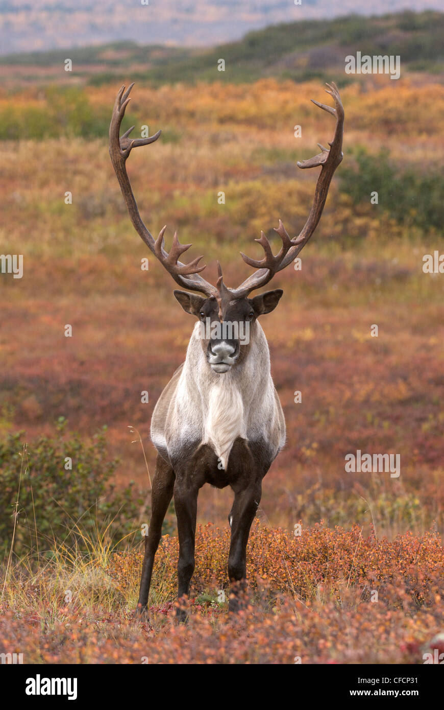 Bull Caribou (Rangifer Tarandus), Kluane National Park, Yukon Territorium, Kanada Stockfoto