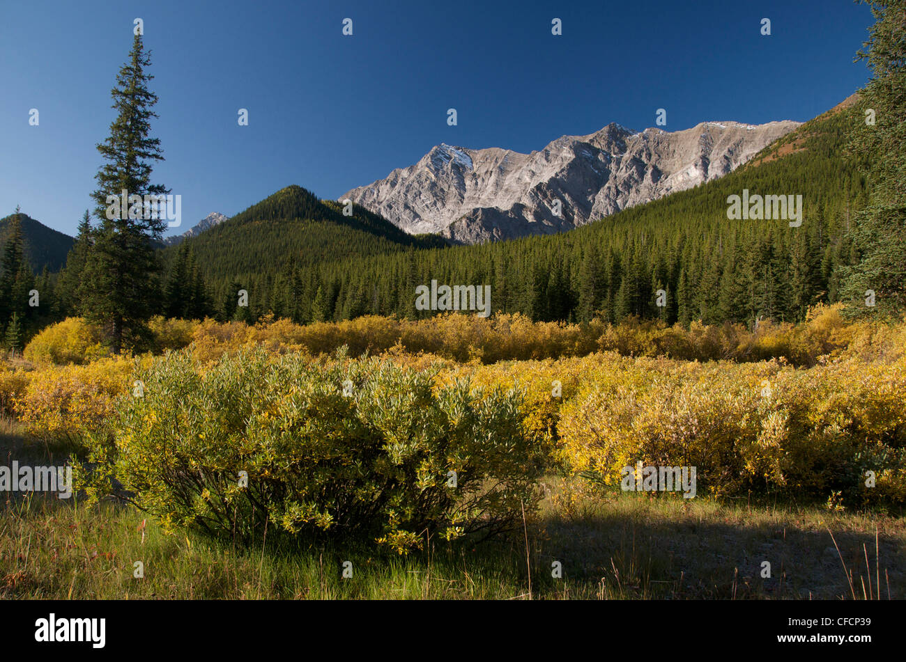 Sturm Creek Gegend, Herbst Weiden, Kananaskis Country provinziellen Bereich sw Calgary, Alberta, Kanada. Rocky Mountains Stockfoto