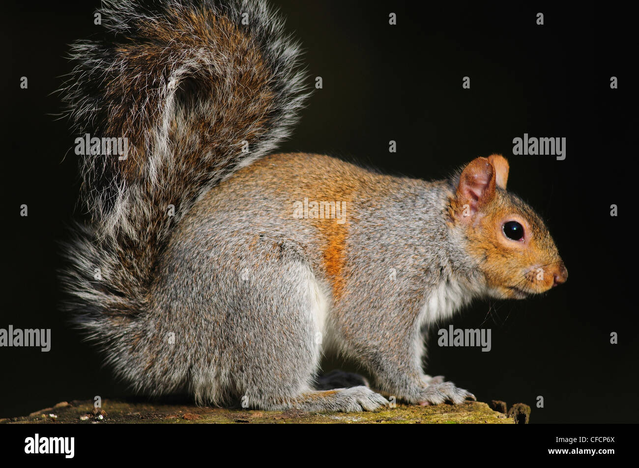 Eine Seitenansicht eines grauen Eichhörnchens zeigt seine Rute geringelt Runde UK Stockfoto