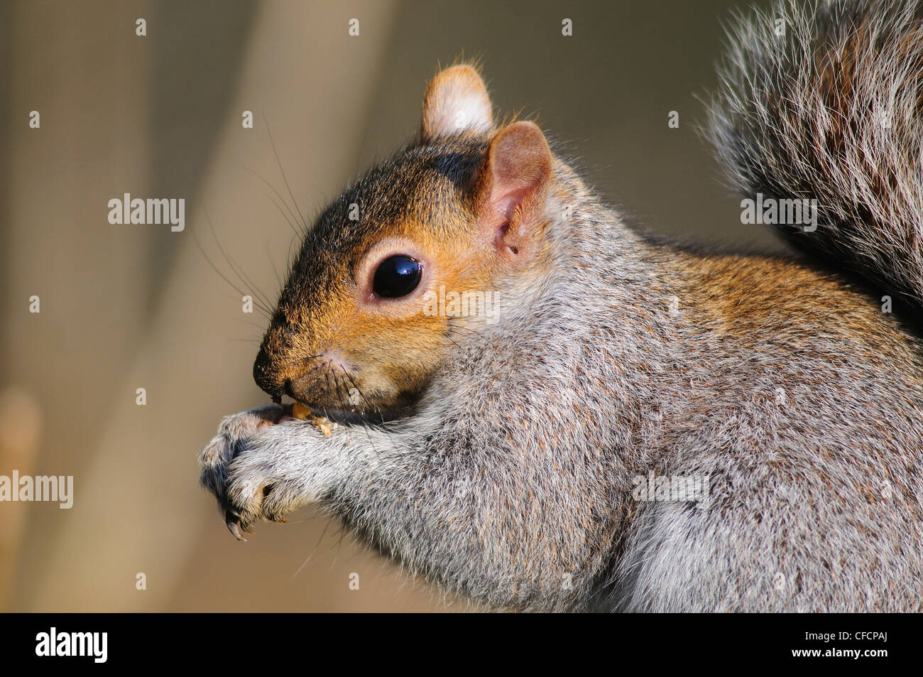 Eine Nahaufnahme eines grauen Eichhörnchens, Seite Ansicht UK Stockfoto
