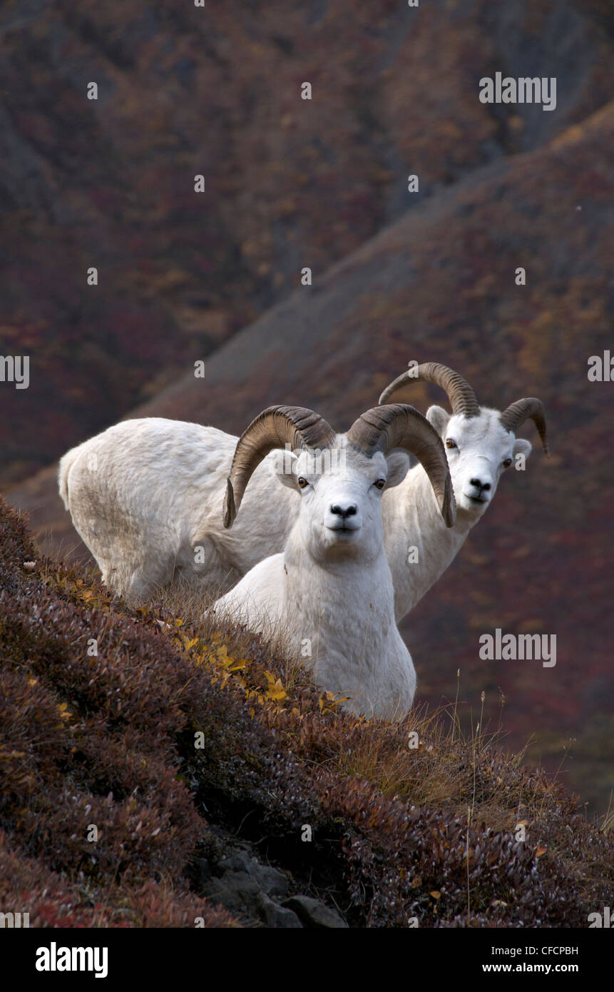 Dall-Schafe (männlich) (Ovis Dalli) ist eine Art von Schafen in nordwestlichen Nordamerika beheimatet. Stockfoto