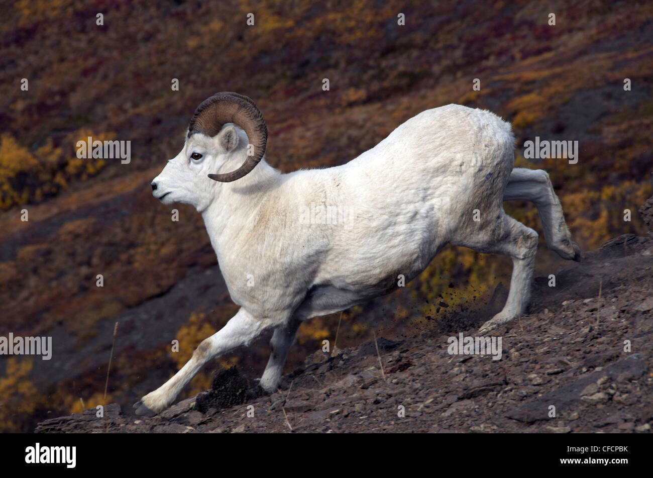 Dall-Schafe (männlich) (Ovis Dalli) ist eine Art von Schafen in nordwestlichen Nordamerika beheimatet. Stockfoto