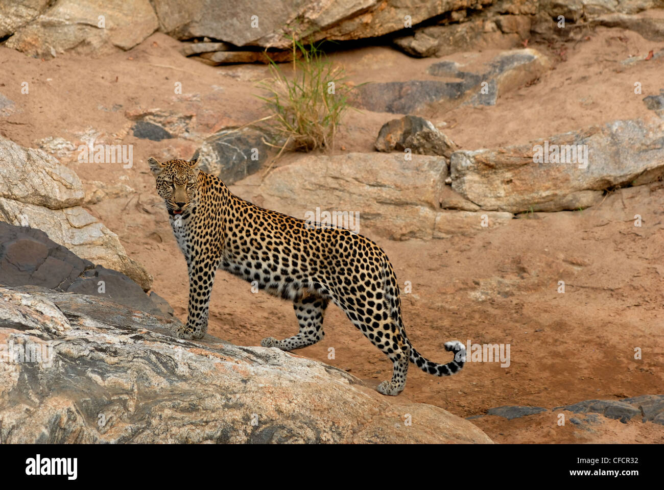 Afrikanischer Leopard Stockfoto