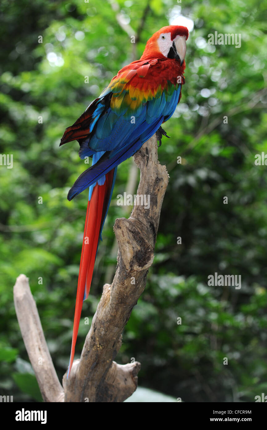 Papagei Arara Macao Im Tropischen Regenwald Brasilien Stockfotografie Alamy