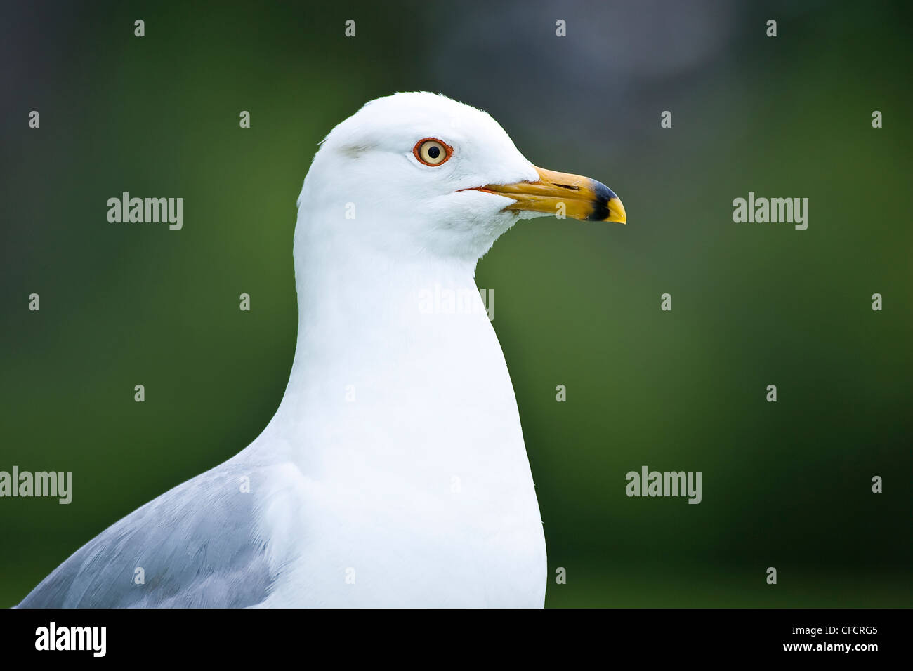 Ring-billed Gull, (Larus Delawarensis) Stockfoto
